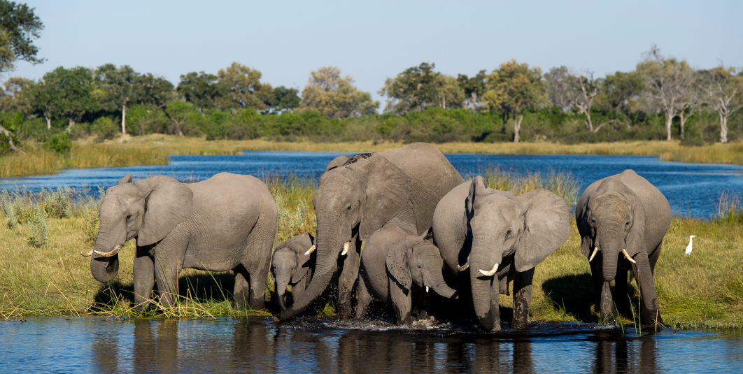 Linyanti Wildlife Reserve, Northern Botswana, Botswana